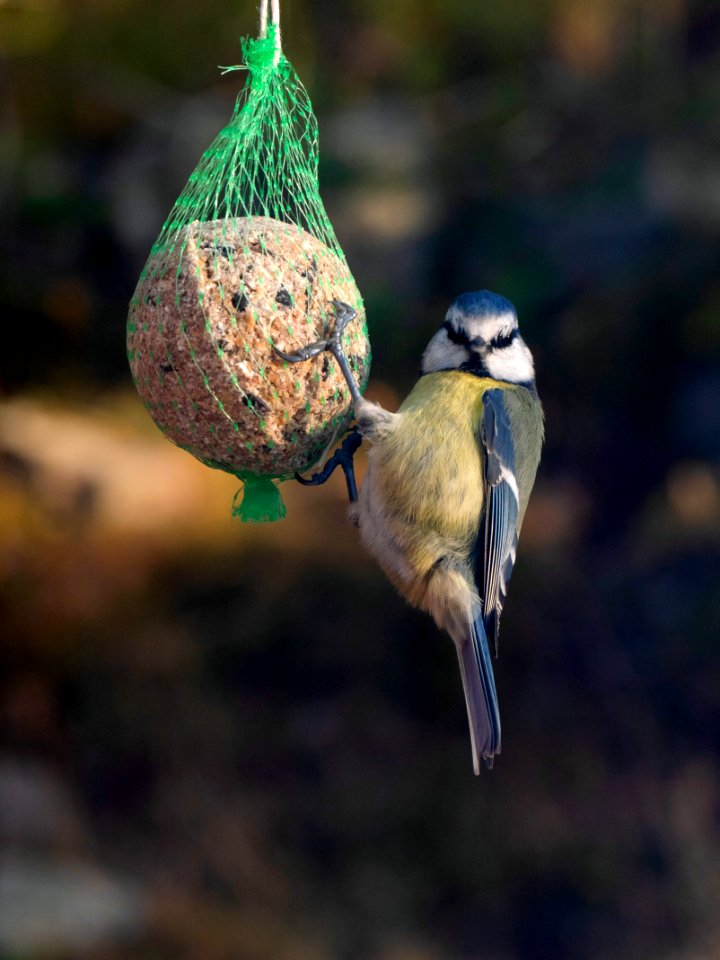 Eurasian blue tit on a suet ball in Brastad