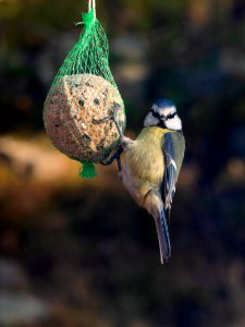 Eurasian blue tit on a suet ball in Brastad photo