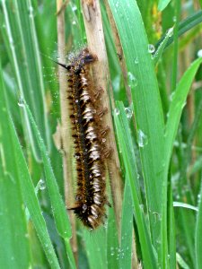 Euthrix potatoria (Drinker) caterpillar, Arnhem, the Netherlands