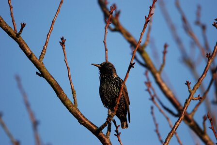 Black speckle tree branch photo