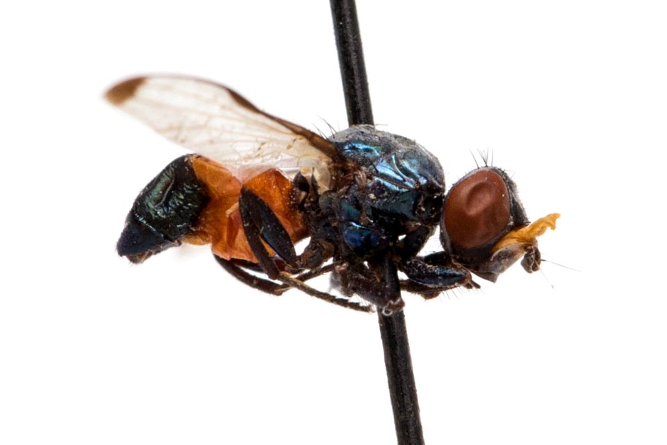 Euxesta sanguinea 1, side