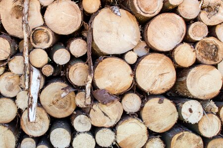 Tree trunks pile of wood sawn timber photo
