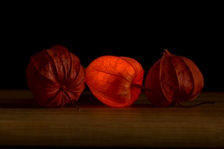 Nachtschattengewächs physalis alkekengi bladder cherry photo