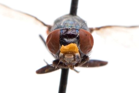 Euxesta sanguinea 1, side, labels, frontal