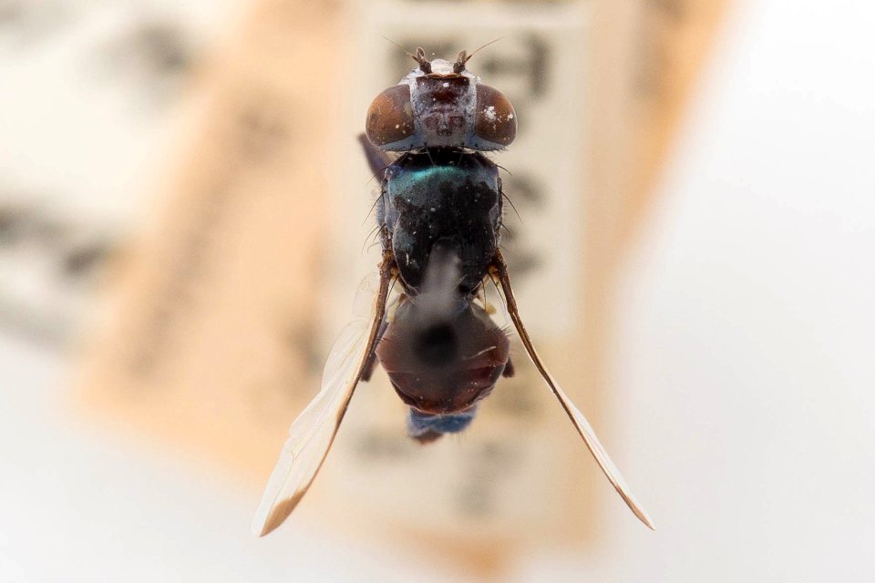 Euxesta sanguinea 2, dorsal