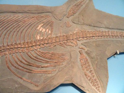 Eurhinosaurus longirostris detail, Holzmaden, Germany, Early Jurassic - Royal Ontario Museum - DSC09960