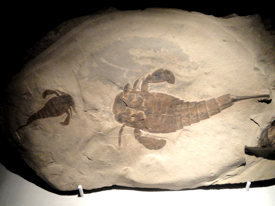 Eurypterus remipes, sea scorpion, Silurian, Fiddlers Green Formation, Phelps Member, Herkimer County, New York, USA - Houston Museum of Natural Science - DSC01976