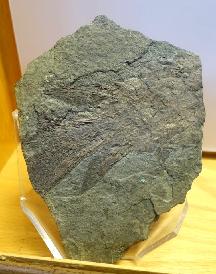 Eusthenopteron, posterior portion of the skeleton, Miguasha - Redpath Museum - McGill University - Montreal, Canada - DSC07993