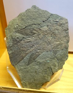 Eusthenopteron, posterior portion of the skeleton, Miguasha - Redpath Museum - McGill University - Montreal, Canada - DSC07993
