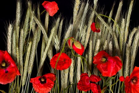 Poppy klatschmohn roe