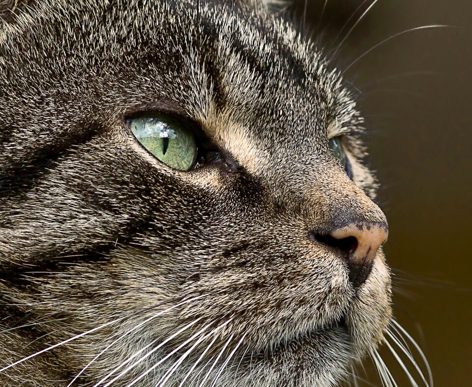 Macro close up fur