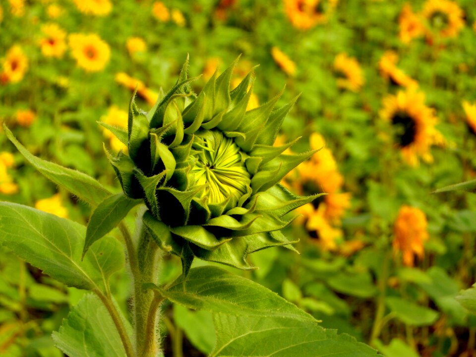 The pods sunflower natural