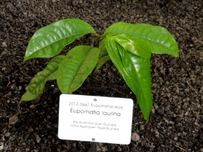 Eupomatia laurina - Botanical Garden in Kaisaniemi, Helsinki - DSC03615