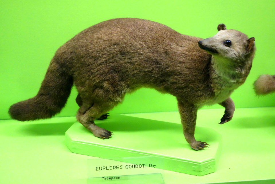 Eupleres goudotii - Museo Civico di Storia Naturale Giacomo Doria - Genoa, Italy - DSC02711