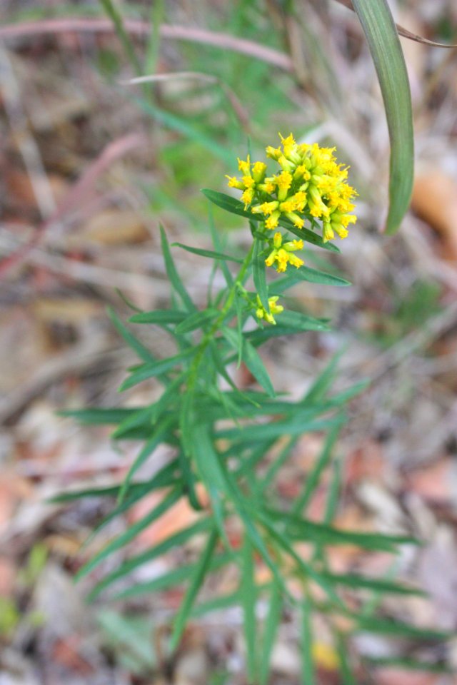 Euthamia leptocephala 58489