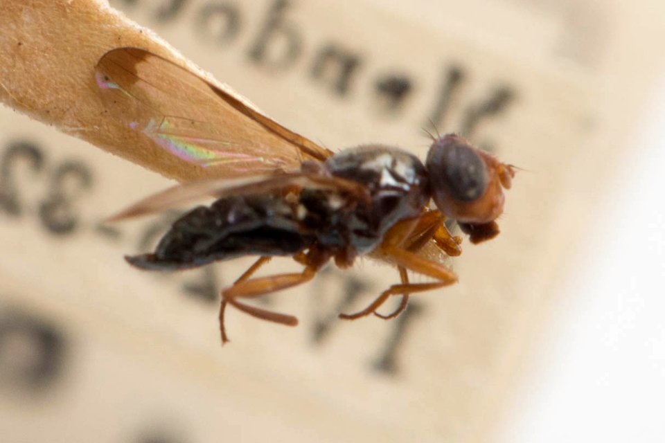 Euxesta brookmani, side