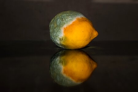 Yellow green mold