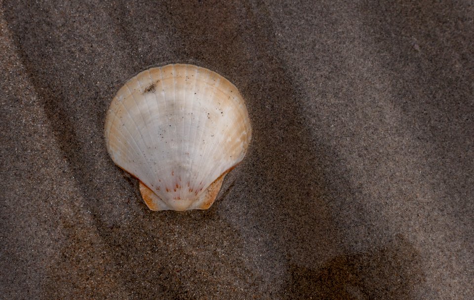 Euvola ziczac of Margarita Island