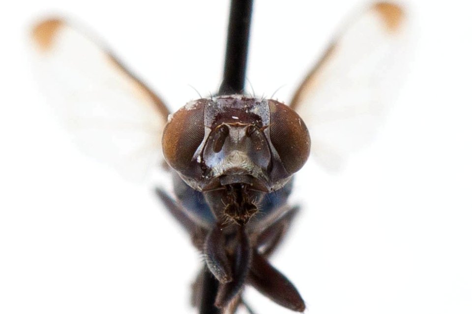 Euxesta sanguinea 2, frontal