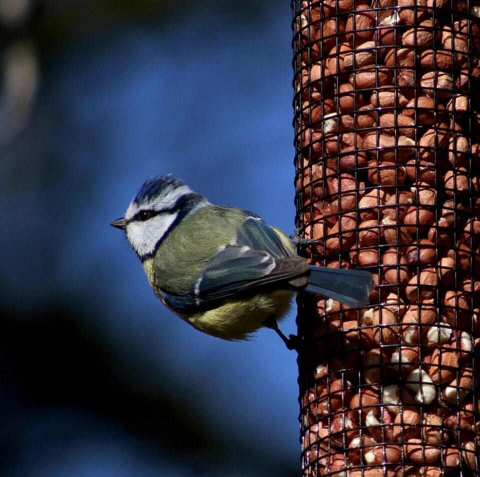 Bird fly peanuts