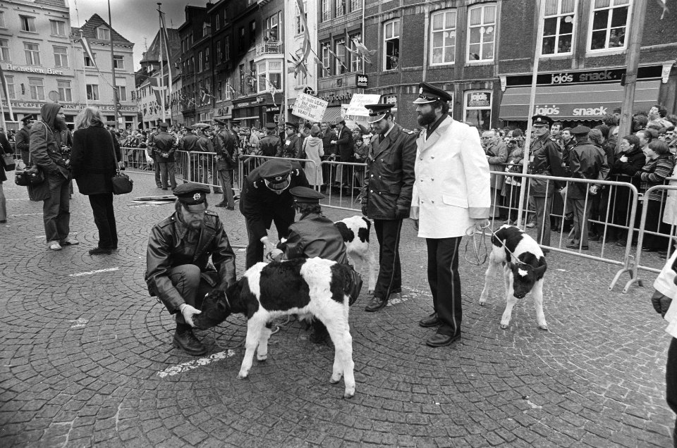 Europese Raad in Maastricht, demonstrerende Waalse boeren gooiden kalveren binnen de afzetting, waarna de politie zich over hen ontfermde, Bestanddeelnr 931-3888