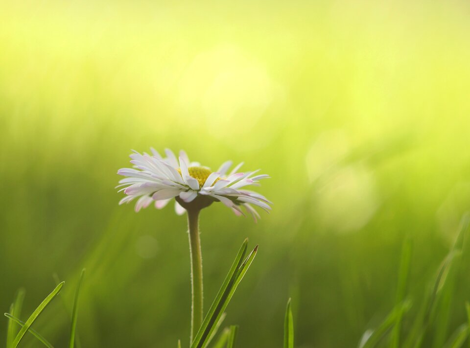Spring flower meadow white