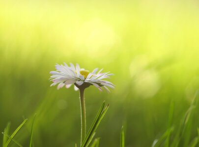 Spring flower meadow white photo
