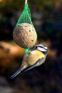 Eurasian blue tit on a suet ball in Brastad 2 photo