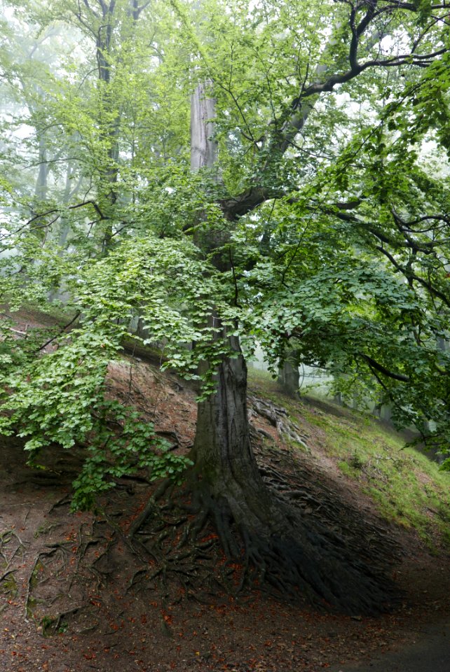 European beech roots 02