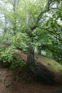 European beech roots 02