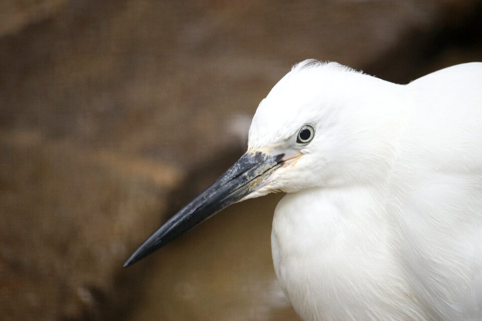 White bird water bird animal photo