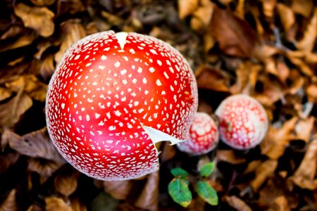 Fungi zetas mushrooms