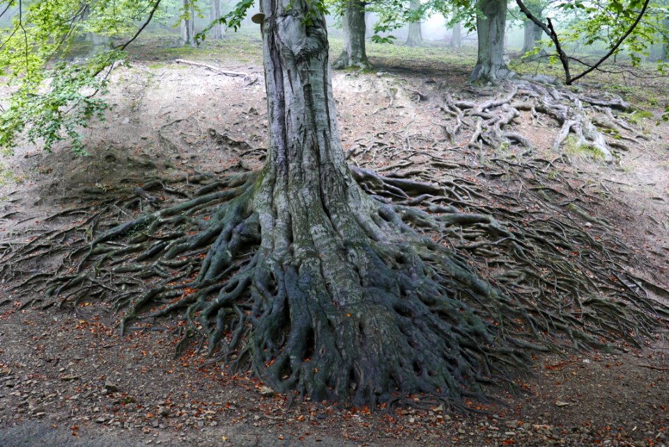 European beech roots 01