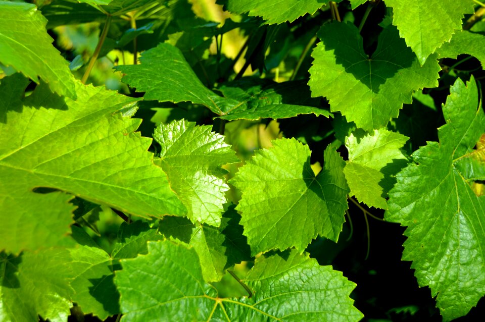 Henkel grape close up