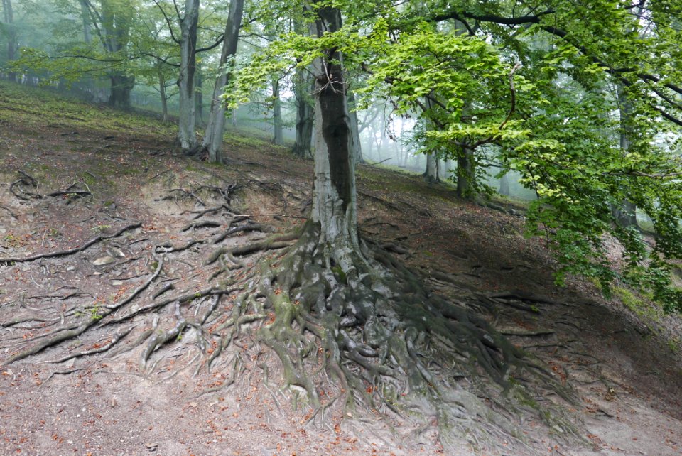 European beech roots 03