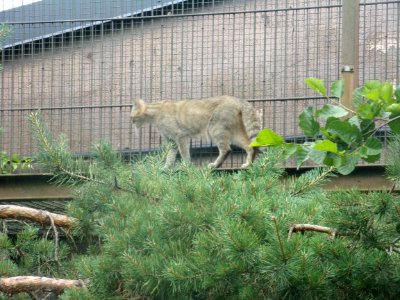 European wildcat on Korkeasaari