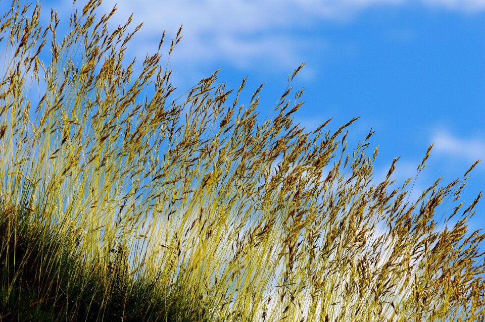 Grass nature cloudy