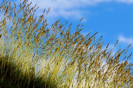 Grass nature cloudy photo