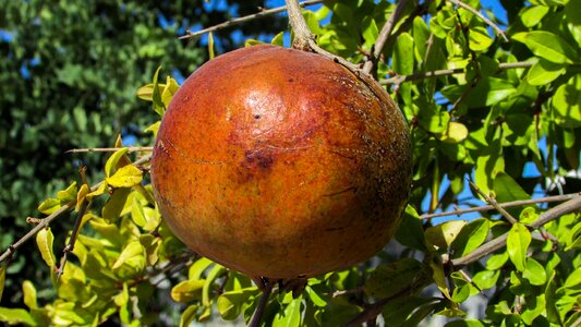 Healthy organic yard