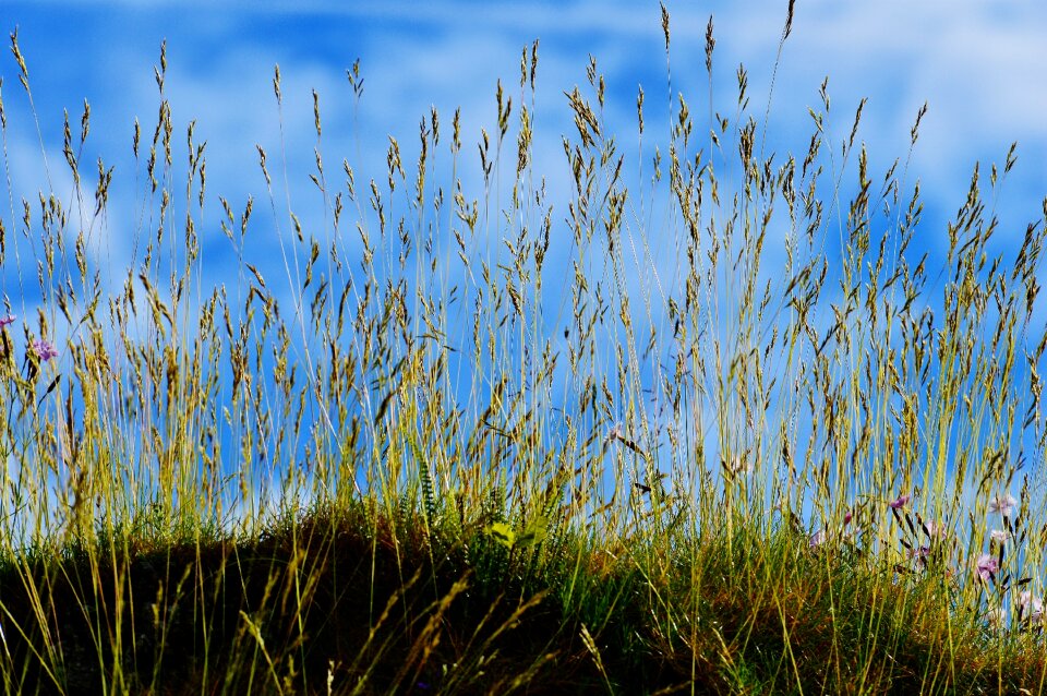 Grass nature cloudy