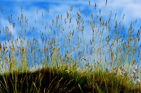 Grass nature cloudy photo