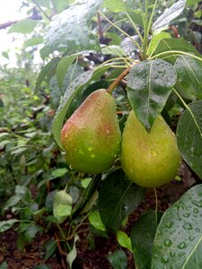 Greens tree vegetable garden