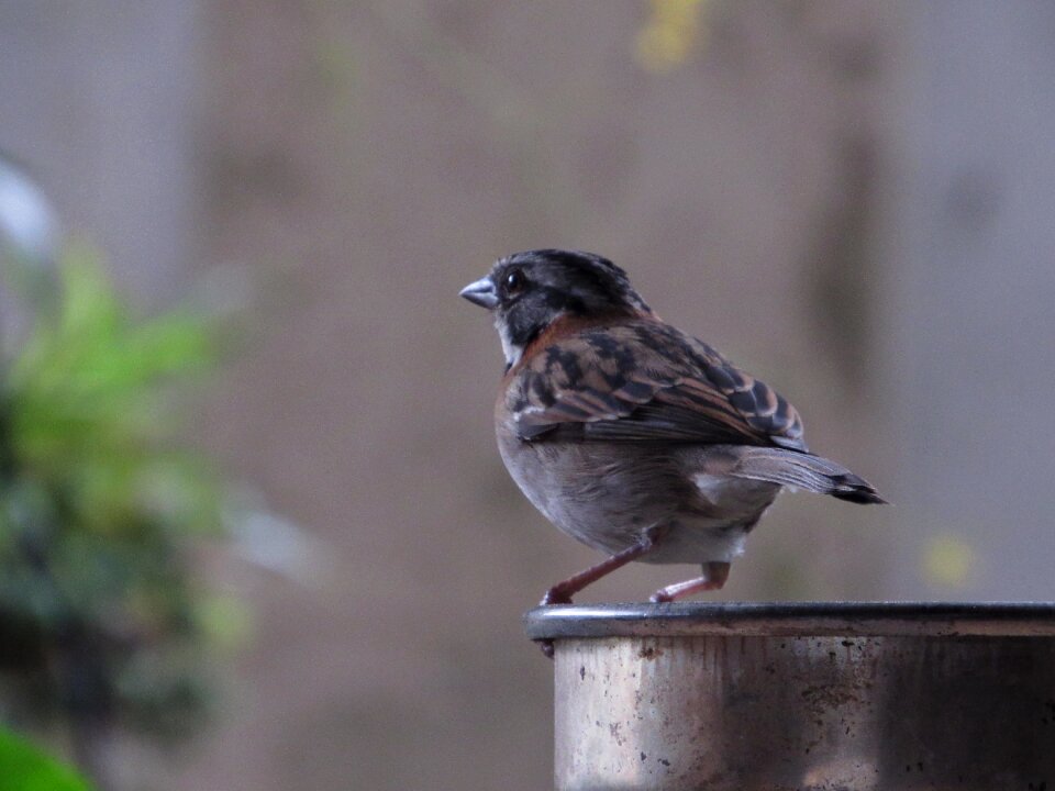 Garden bird nature