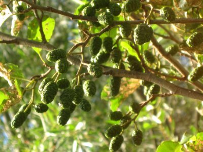 European Black Alder - Alnus glutinosa (female catkins)