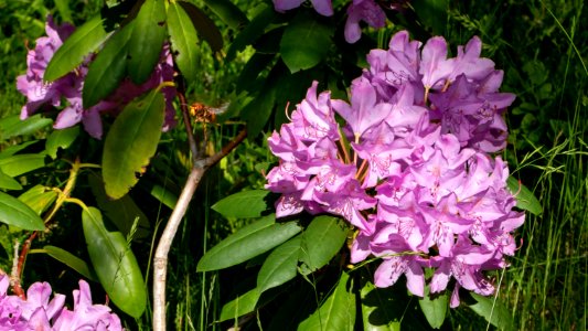 European hornet flying between rhododendrons