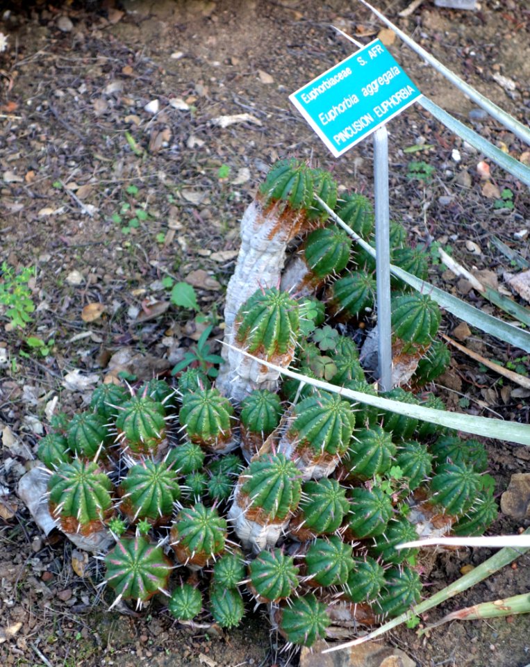 Euphorbia aggregata - San Luis Obispo Botanical Garden - DSC05926