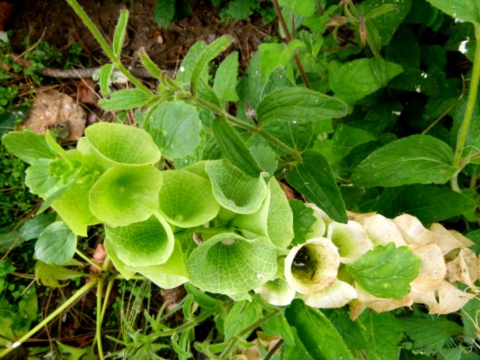 Euphorbia - Jardin Agronomique Tropical 2