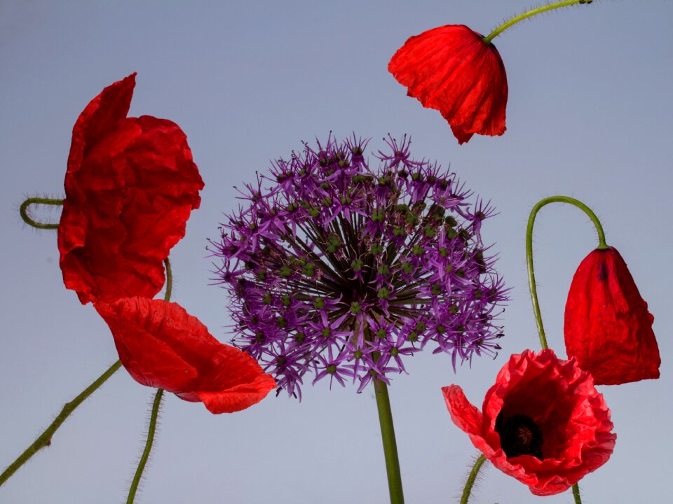 Macro red garlic flower