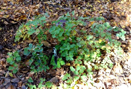 Eupatorium cannabinum (Eupatorium heterophyllum) - Quarryhill Botanical Garden - DSC03369
