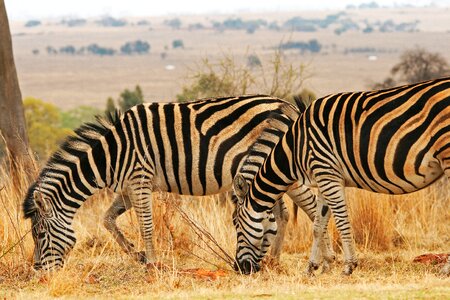 Game wildlife nature